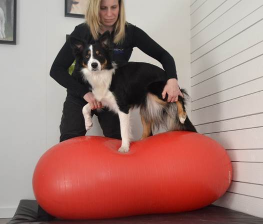 Ny balansbollskurs finns nu upplagd under Kurser!