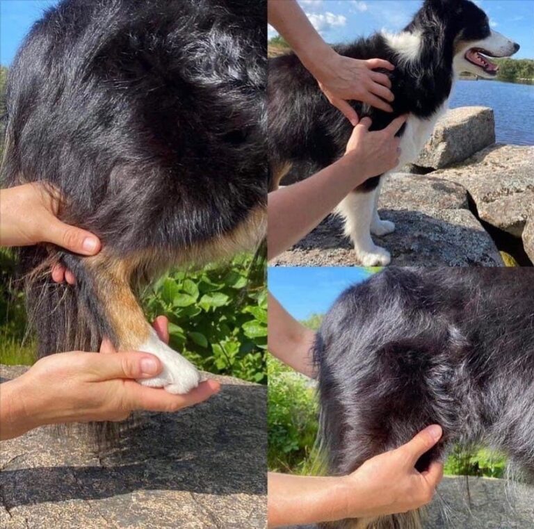 Lär dig göra en fyskoll av din tävlingshund