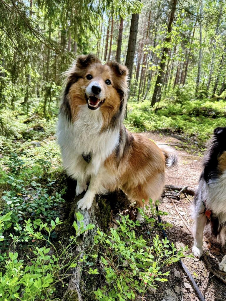 STARK-MED-HUND försommarutmaningen-23